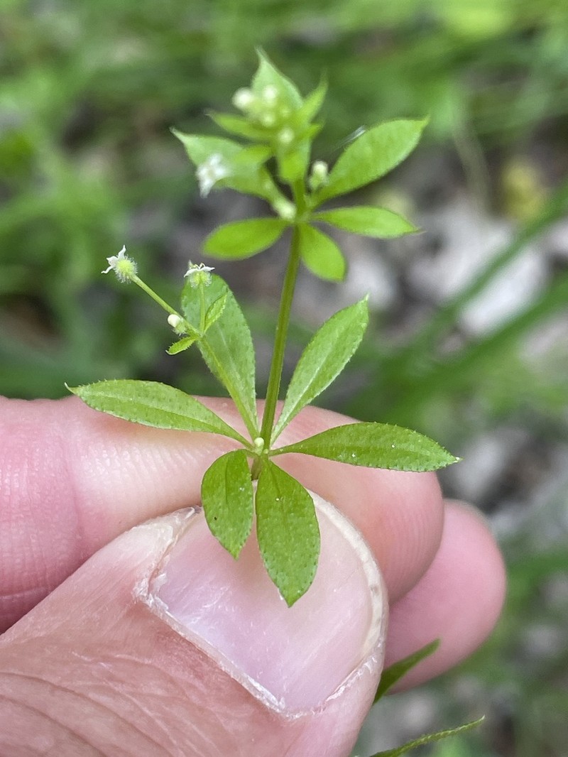 Galium spurium photo 4