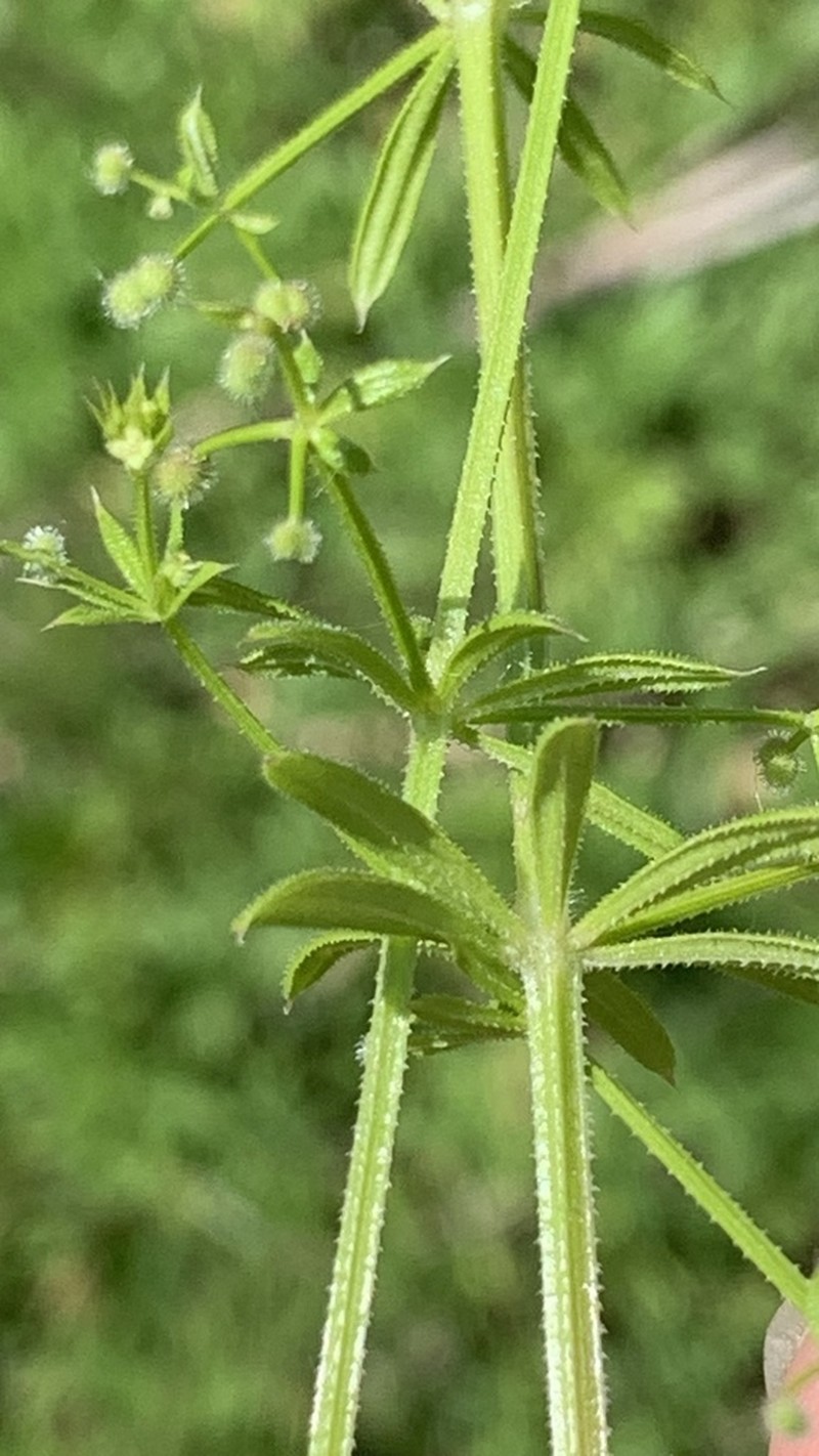 Galium spurium photo 5