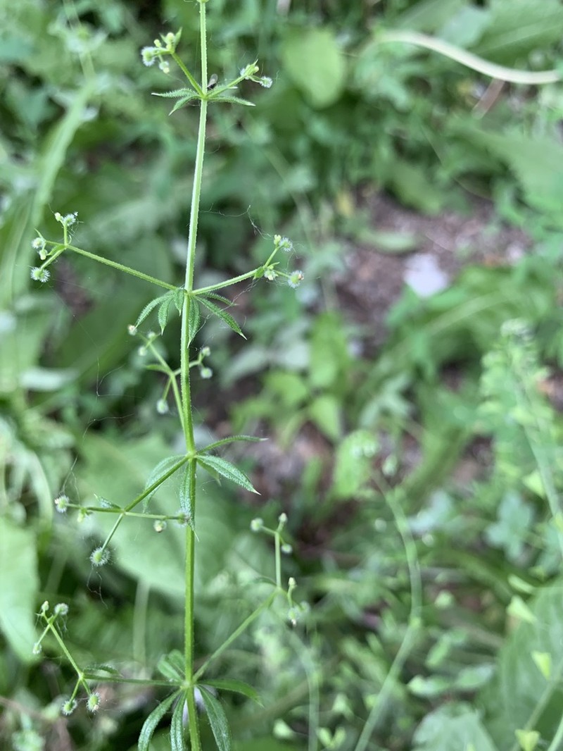 Galium spurium photo 6