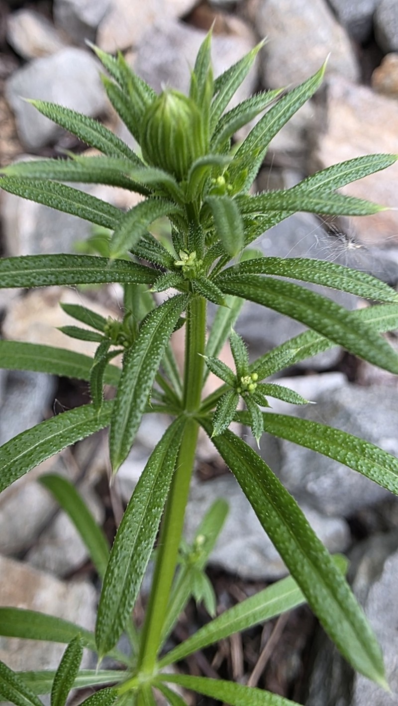 Galium spurium photo 7