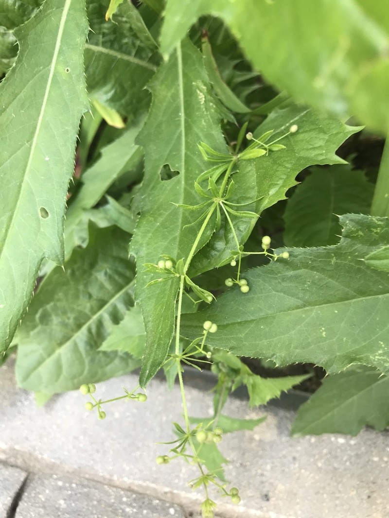 Galium spurium photo 8