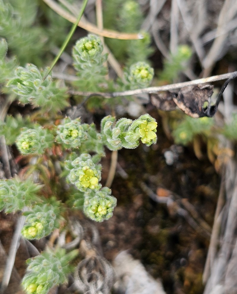 Galium stebbinsii