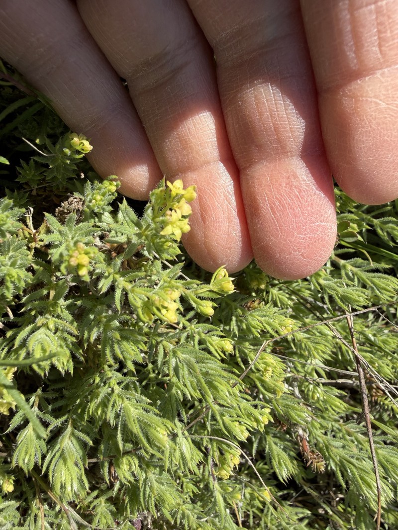Galium stebbinsii photo 2