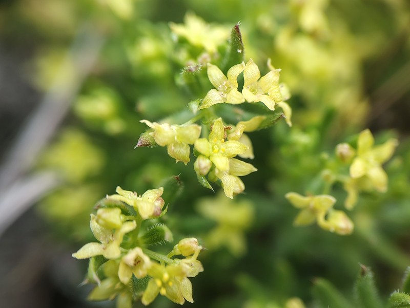 Galium stebbinsii photo 3