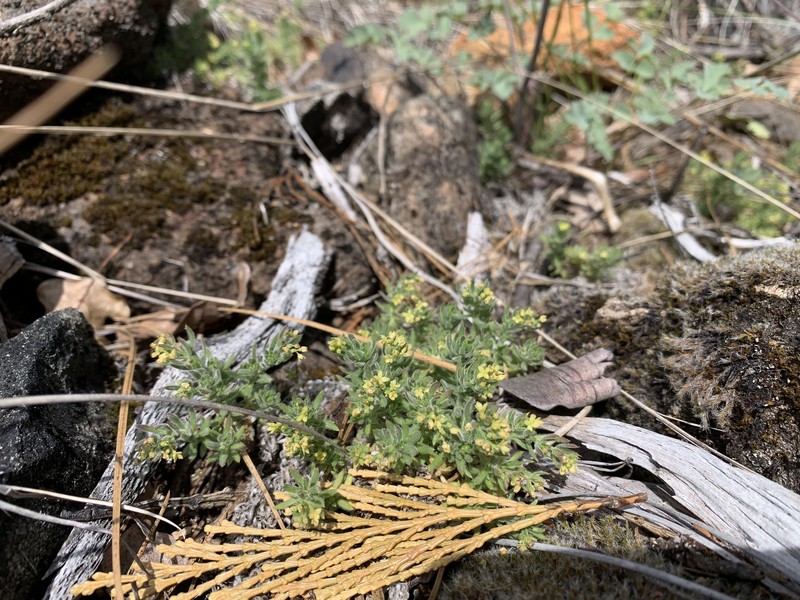 Galium stebbinsii photo 4