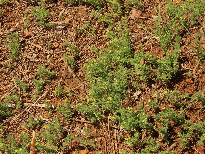 Galium stebbinsii photo 5