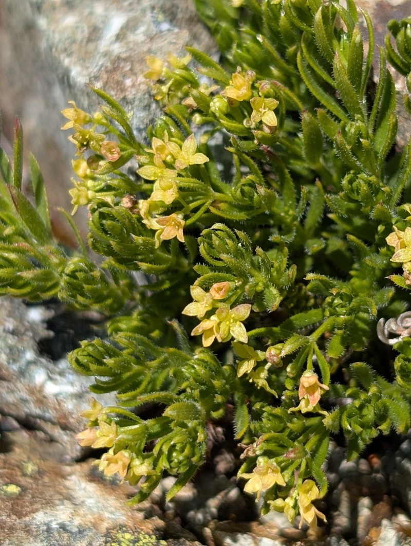 Galium stebbinsii photo 6