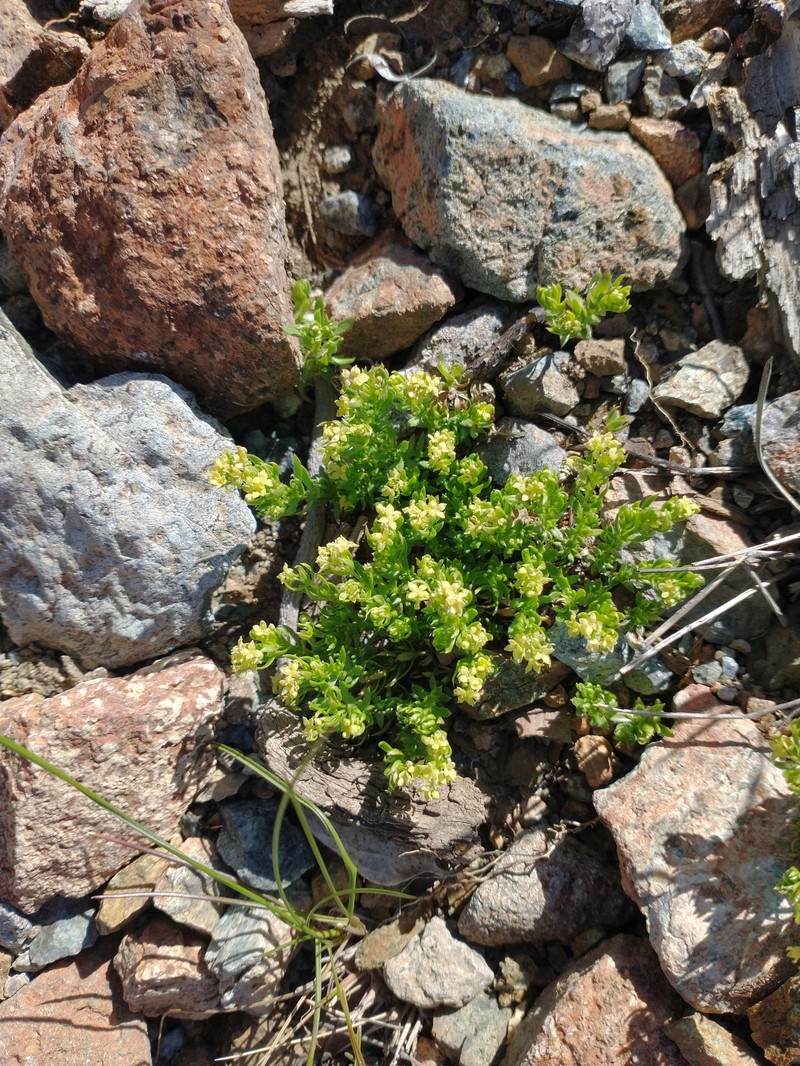 Galium stebbinsii photo 7