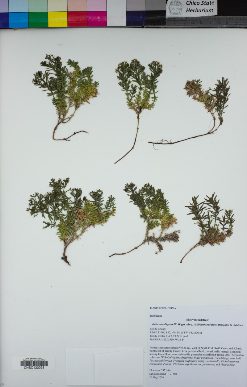 Galium stebbinsii photo 8