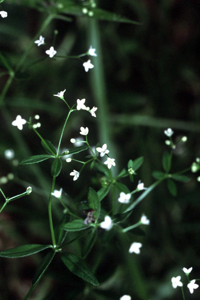 Stiff Marsh Bedstraw