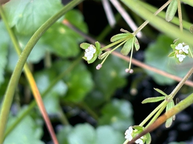 Galium trifidum subsp. columbianum