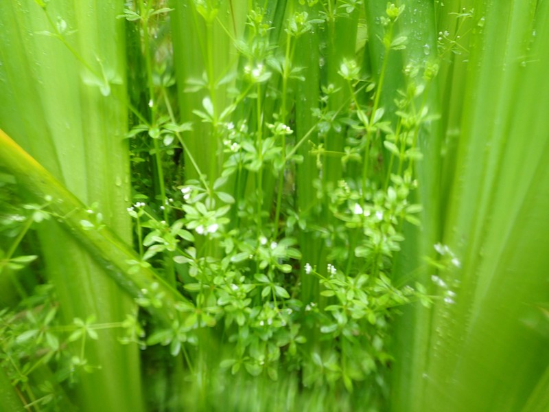 Galium trifidum subsp. columbianum photo 2