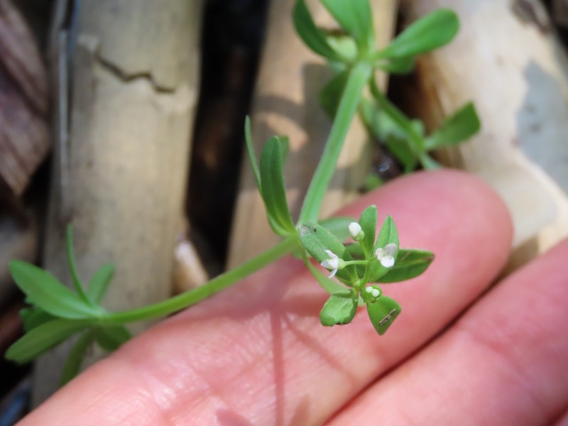 Galium trifidum subsp. columbianum photo 3