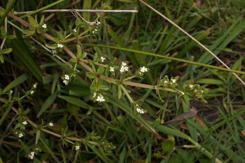 Galium trifidum subsp. columbianum photo 4