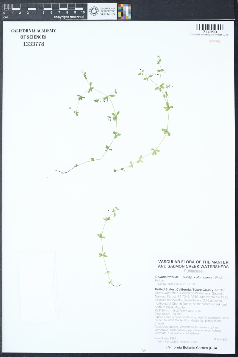 Galium trifidum subsp. columbianum photo 5