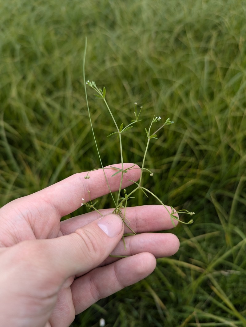 Galium trifidum subsp. halophilum