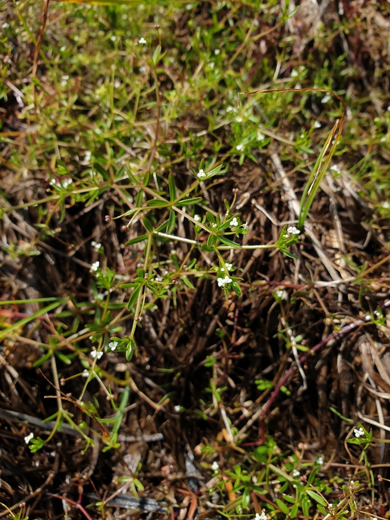 Galium trifidum subsp. halophilum photo 2