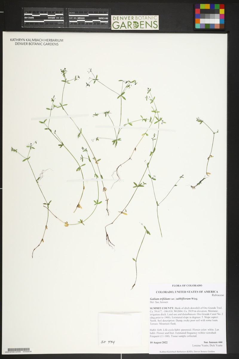 Galium trifidum subsp. subbiflorum photo 2