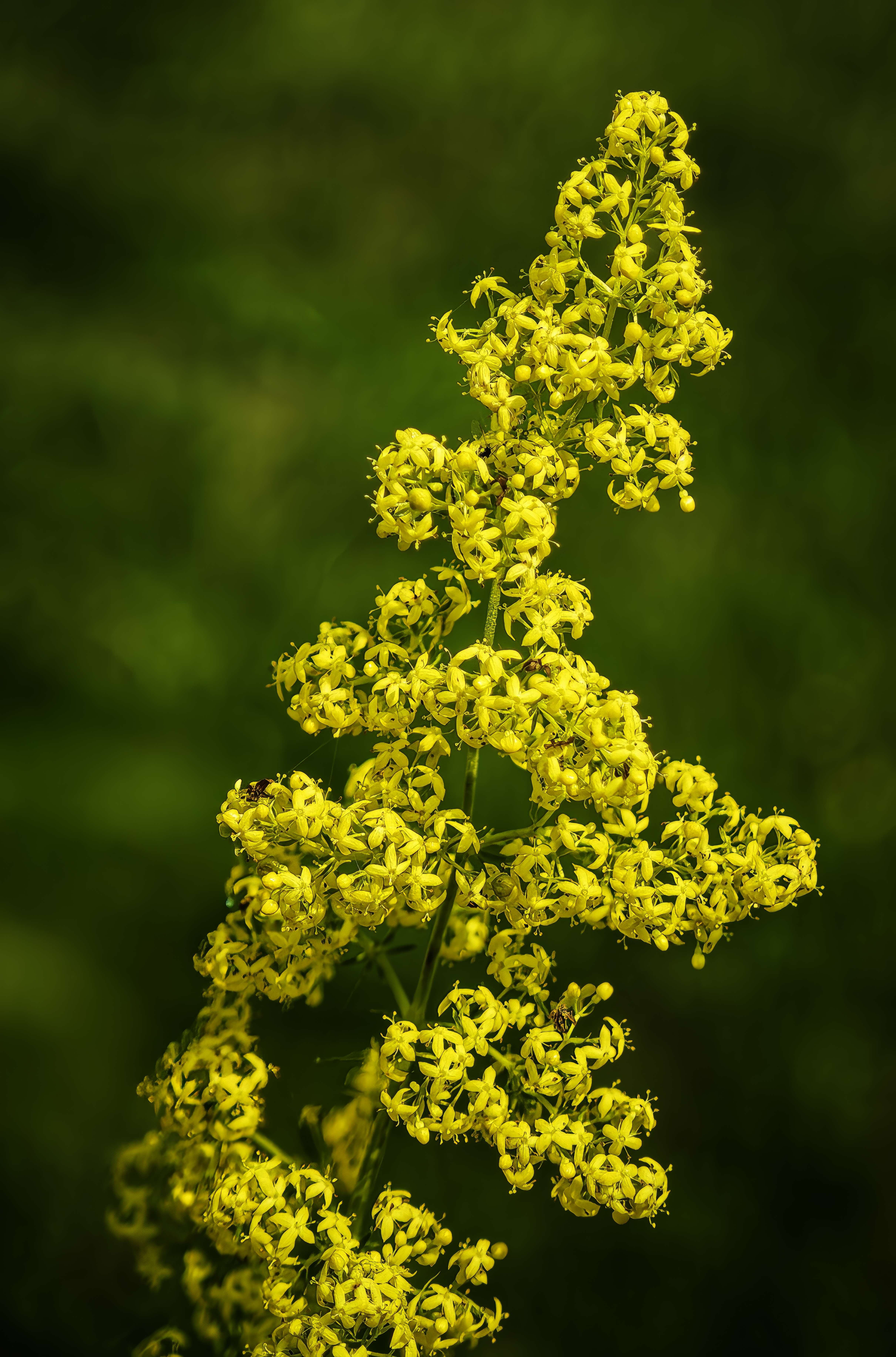 Yellow Spring Bedstraw