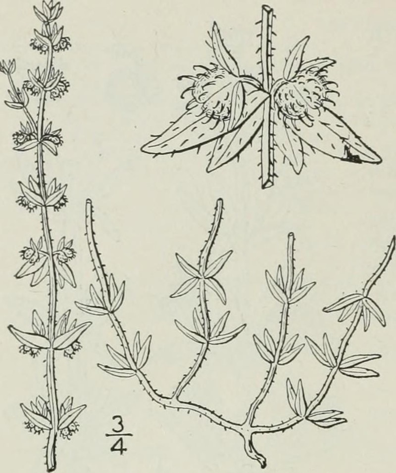 Southwestern Bedstraw