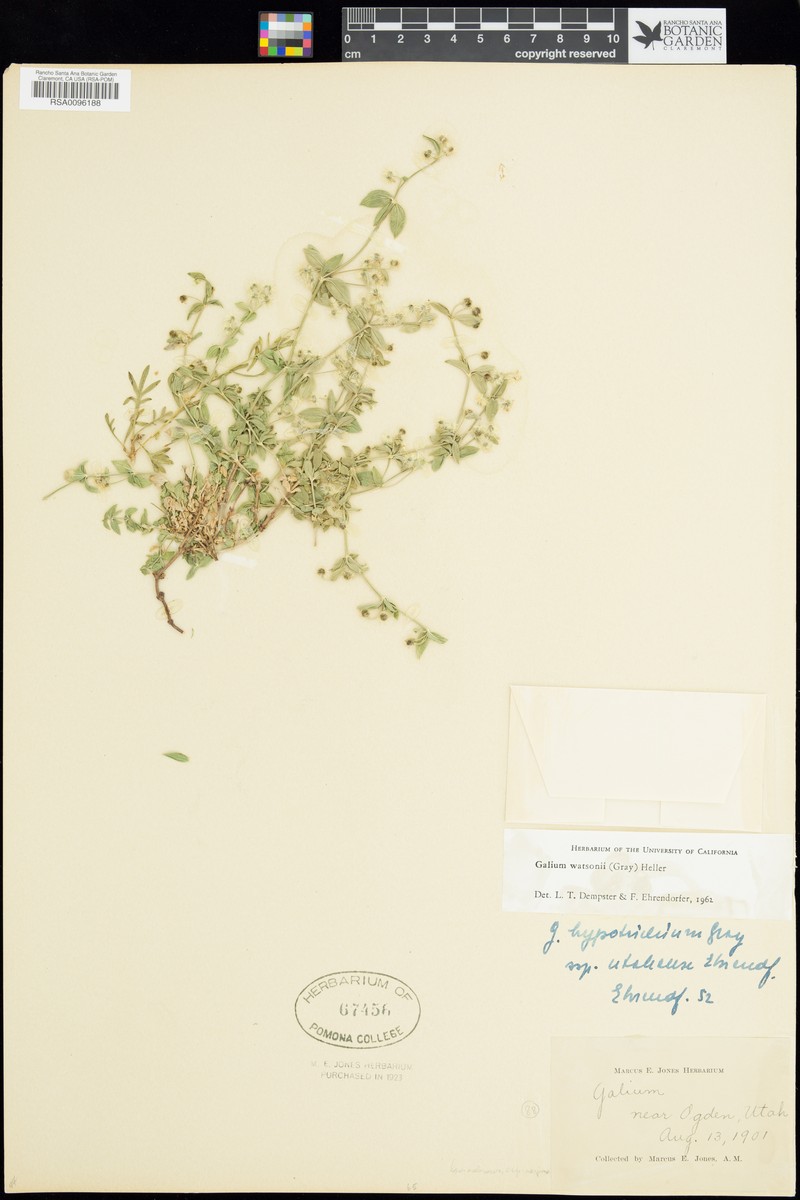 Watson's Bedstraw