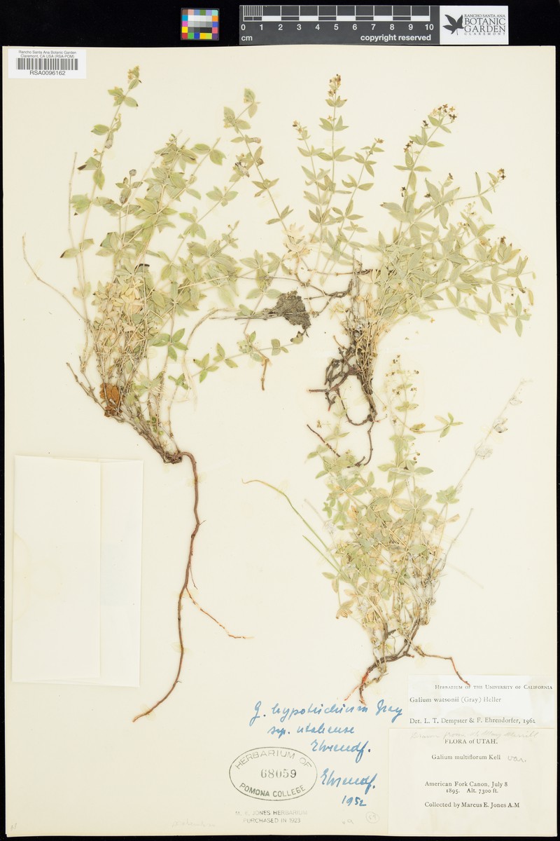 Watson's Bedstraw photo 2
