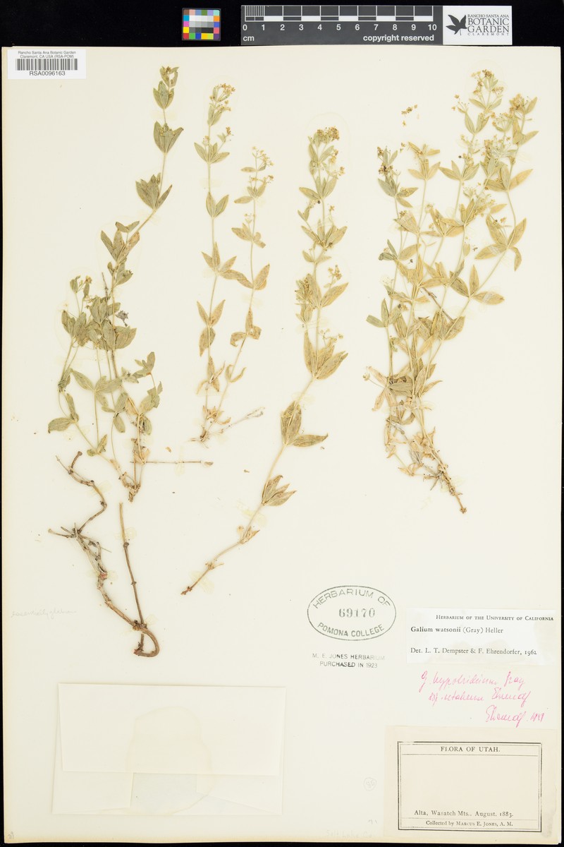 Watson's Bedstraw photo 3