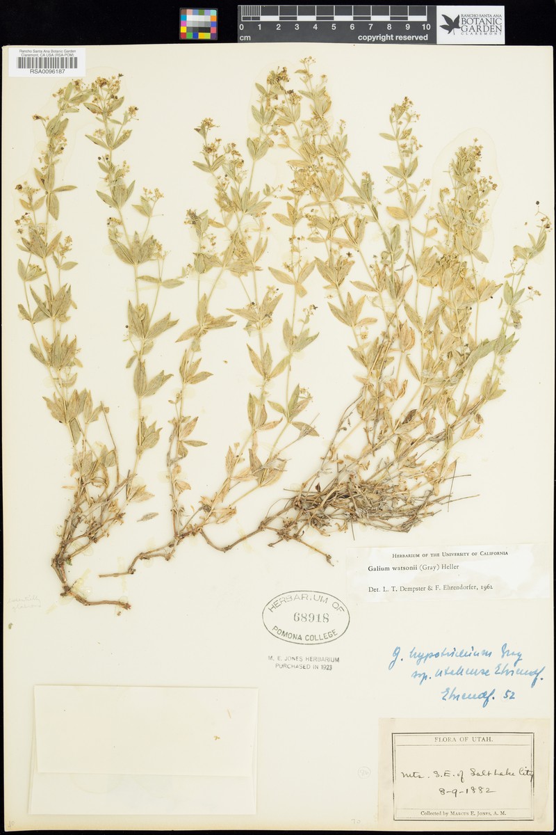 Watson's Bedstraw photo 4