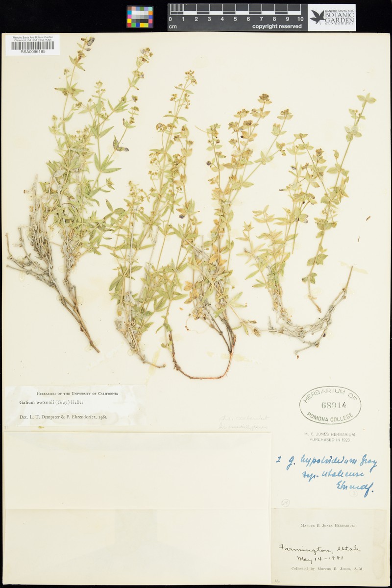 Watson's Bedstraw photo 5