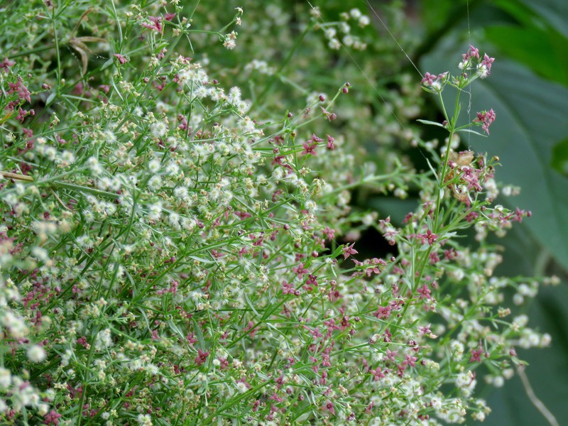 Wright's Bedstraw