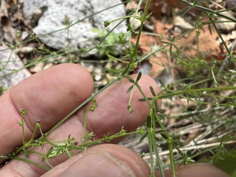 Wright's Bedstraw