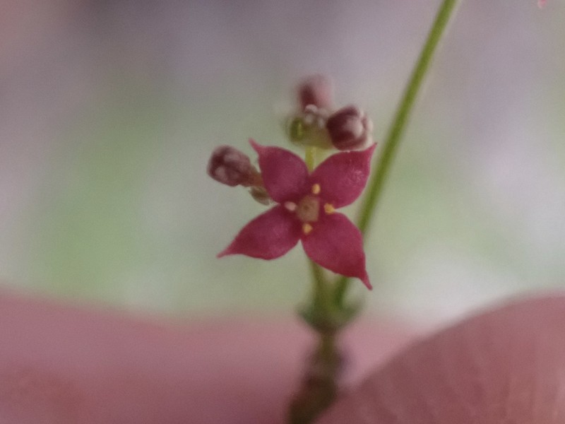 Wright's Bedstraw photo 3