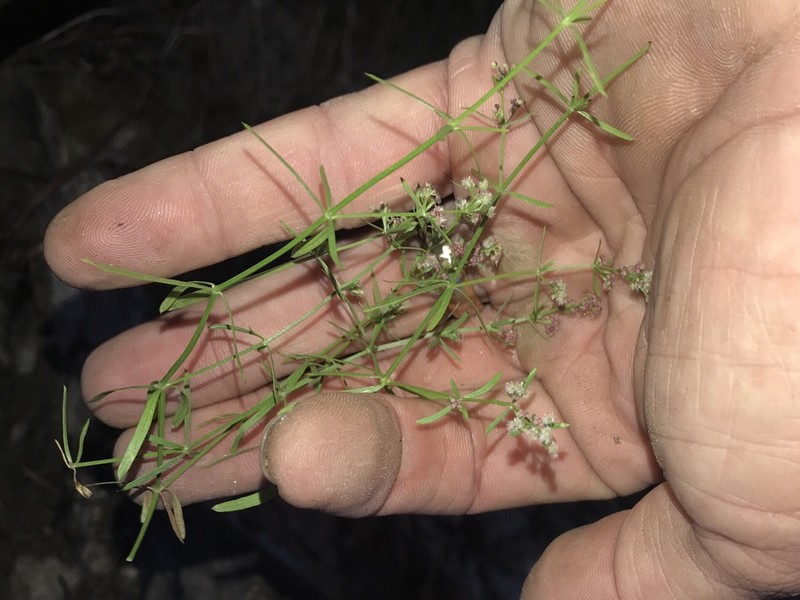 Wright's Bedstraw photo 4