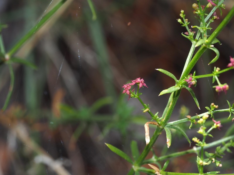 Wright's Bedstraw photo 5