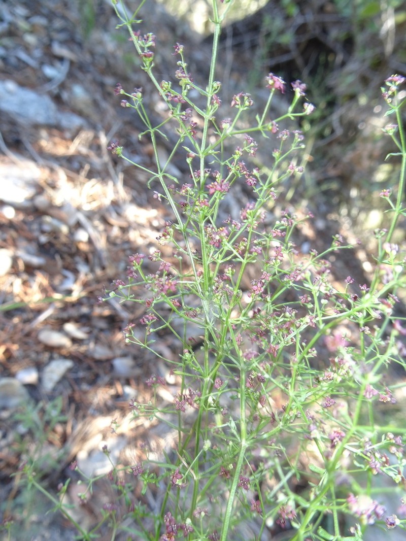 Wright's Bedstraw photo 6