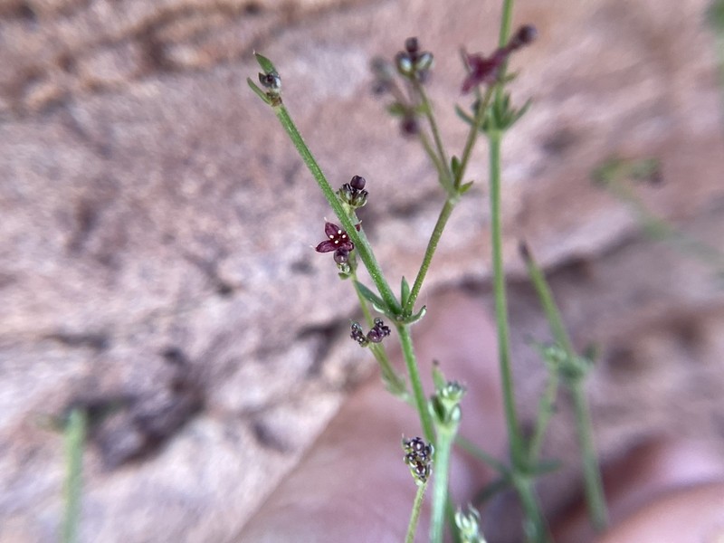 Wright's Bedstraw photo 7