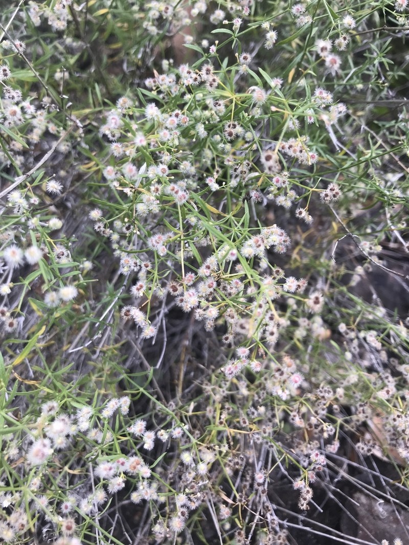 Wright's Bedstraw photo 8