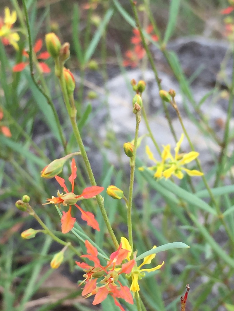 Narrowleaf Goldshower