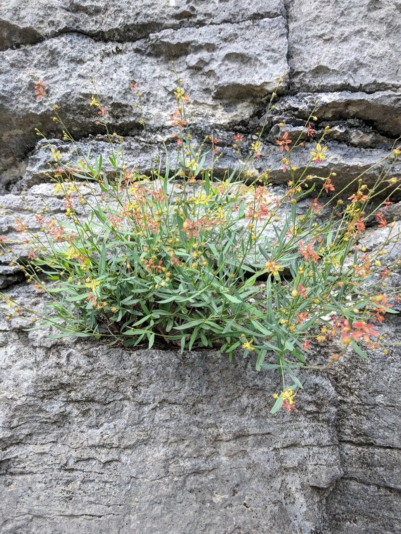 Narrowleaf Goldshower photo 2