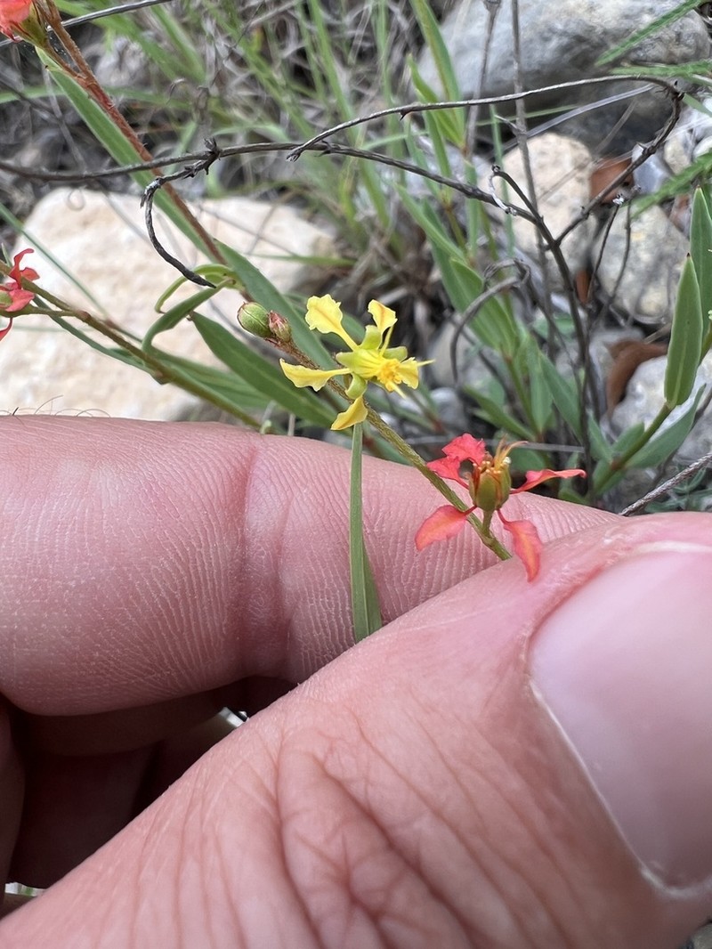 Narrowleaf Goldshower photo 3