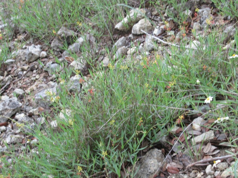 Narrowleaf Goldshower photo 4