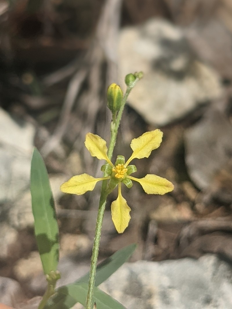 Narrowleaf Goldshower photo 5