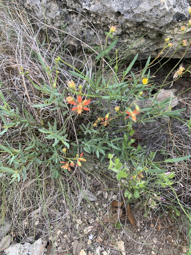 Narrowleaf Goldshower photo 6