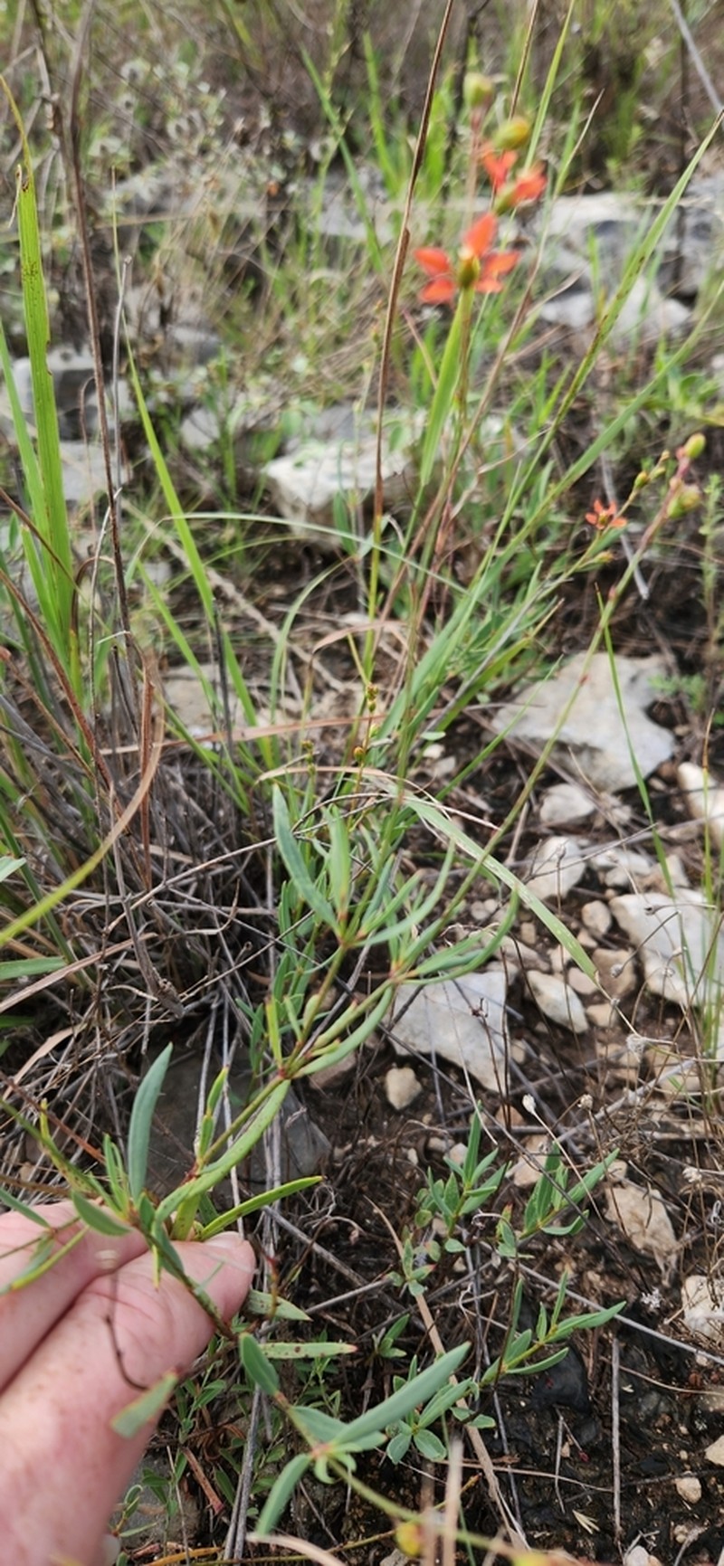 Narrowleaf Goldshower photo 7