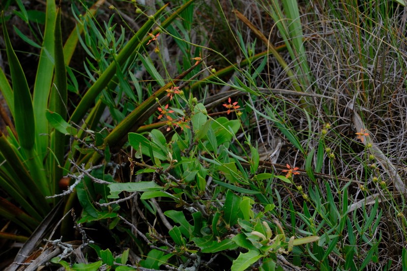 Narrowleaf Goldshower photo 8