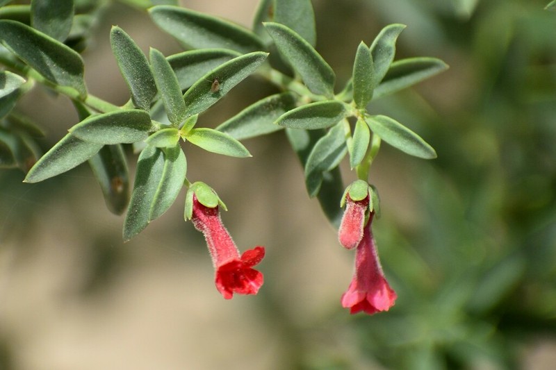 Galvezia elisensii