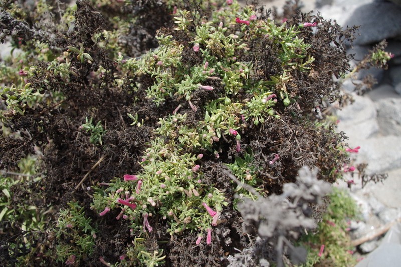 Galvezia elisensii photo 2