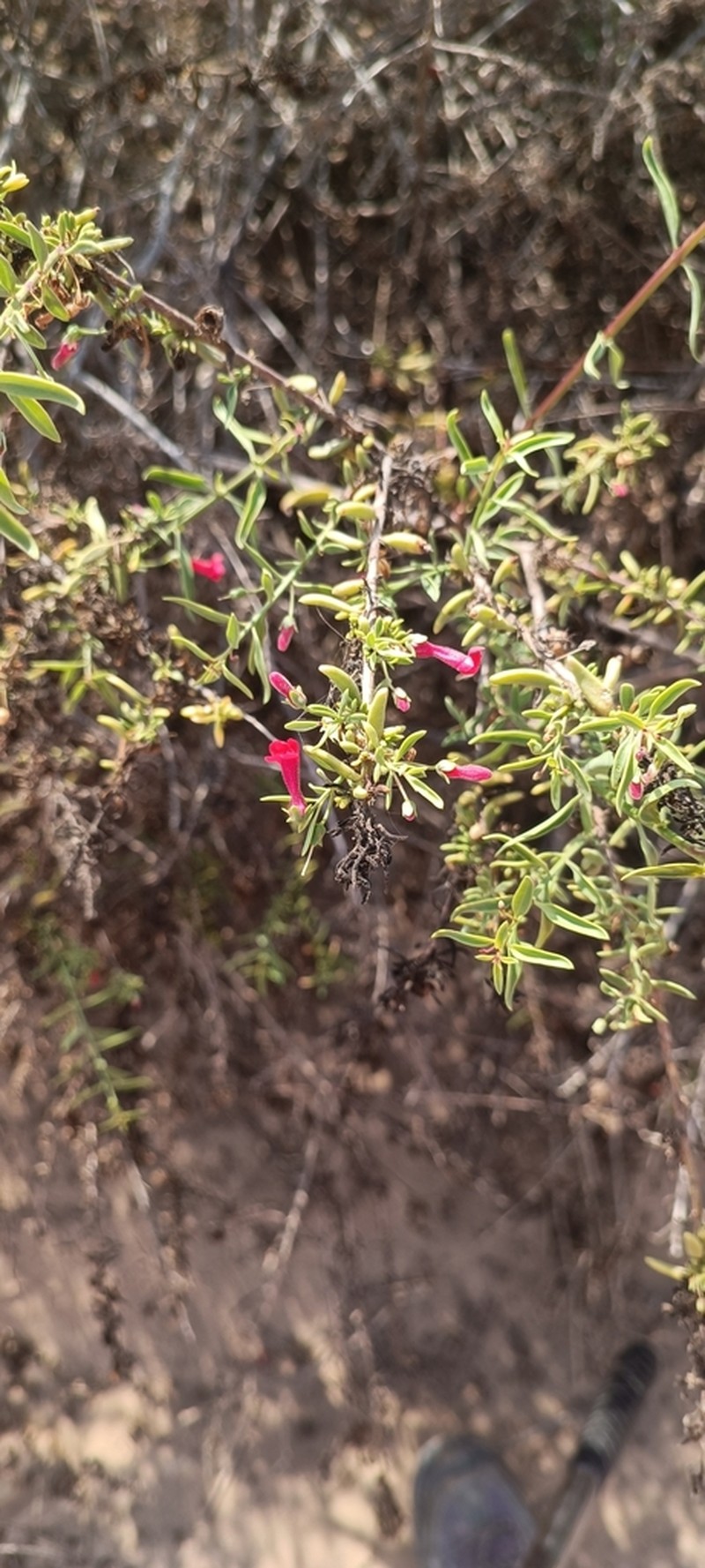 Galvezia elisensii photo 3