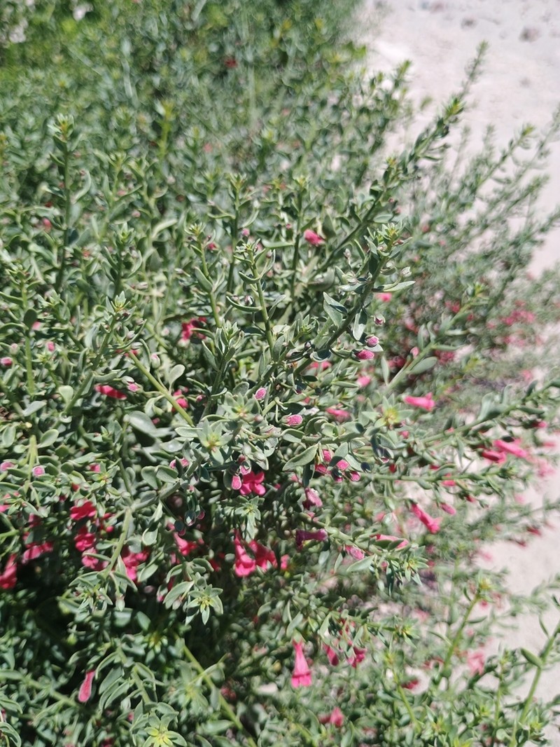 Galvezia elisensii photo 4