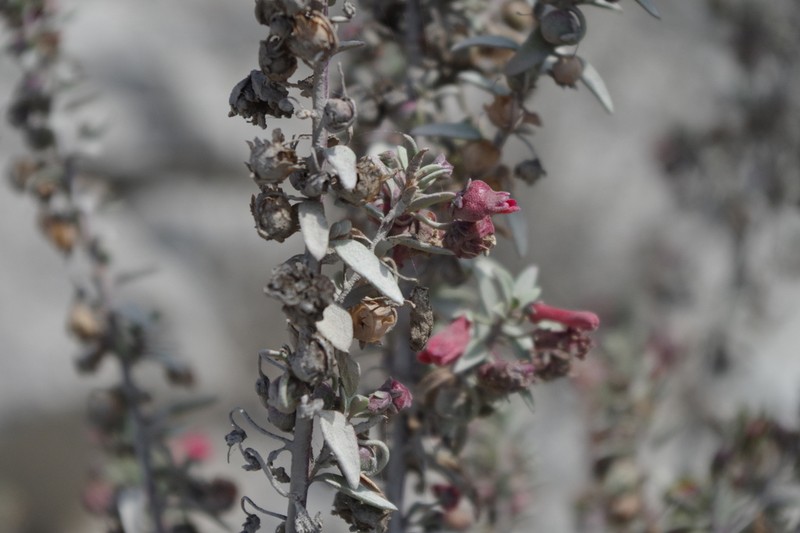 Galvezia elisensii photo 5